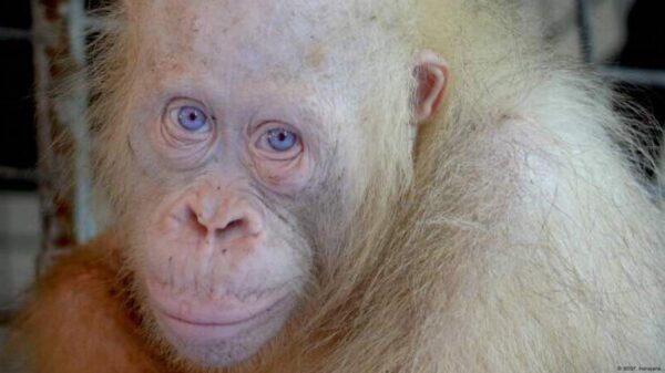 Discover the World with albino-monkey.net travel archives: Your Secret Travel Friend