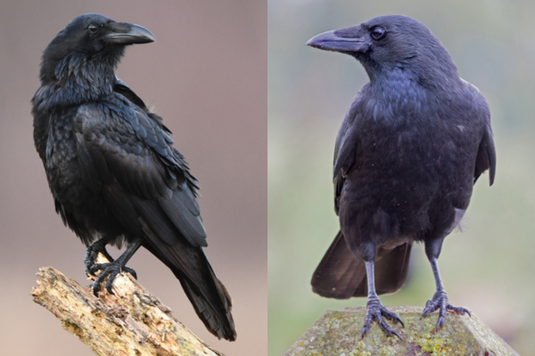 Raven vs Crow: How to Tell the Difference Between These Mysterious Birds